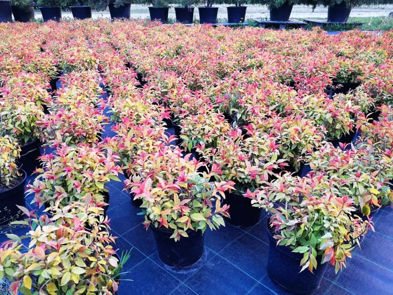 Rośliny ozdobne z mazowsza – trendy w ogrodnictwie 2025